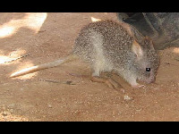 Bettong image
