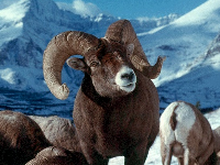 Bighorn Sheep image