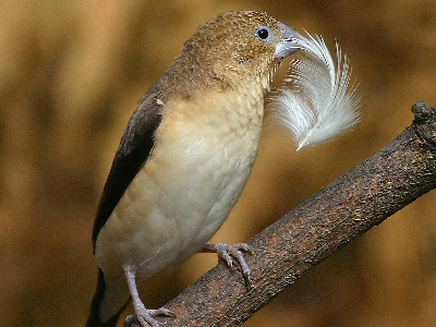 Bird  -  African Silverbill