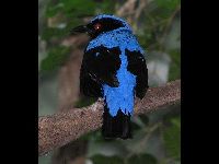 Asian Fairy-bluebird image