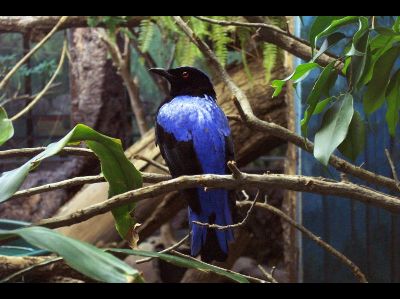 Bird  -  Asian Fairy-bluebird