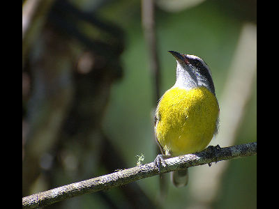 Bird  -  Bananaquit
