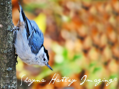 Bird  -  Blue Jay