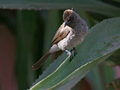 Bird  -  Common Bulbul