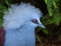 Crowned Pigeon image