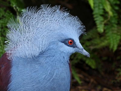 Bird  -  Crowned Pigeon