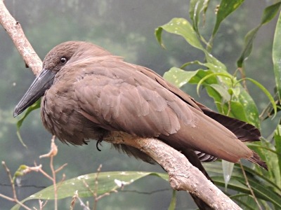 Bird  -  Hamerkop