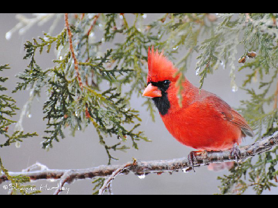 Bird  -  Northern Cardinal