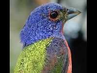 Painted Bunting image
