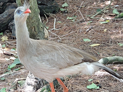 Bird  -  Red-legged Seriema