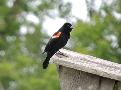 Bird  -  Red Winged Blackbird