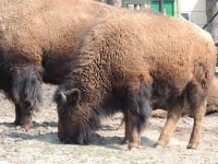 American Bison image