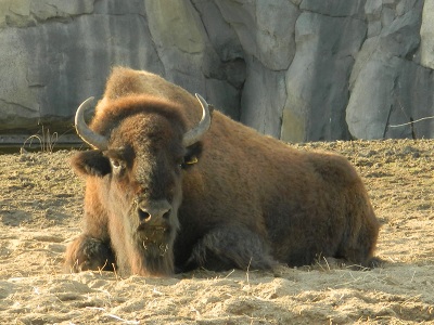 Bison  -  American Bison