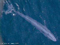 Blue Whale image