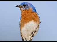 Eastern Bluebird image