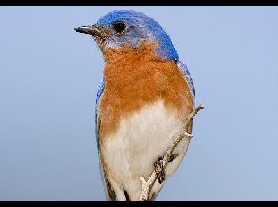 Bluebird  -  Eastern Bluebird