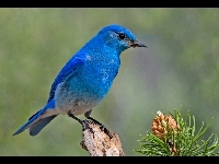 Mountain Bluebird image