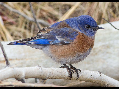 Bluebird  -  Western Bluebird