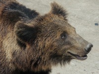 Brown Bear image