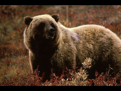 Brown Bear  -  Grizzly Bear