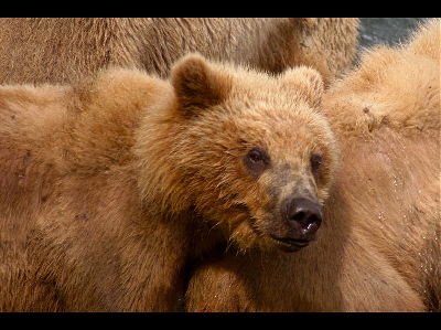 Brown bear  -  Kodiak Bear