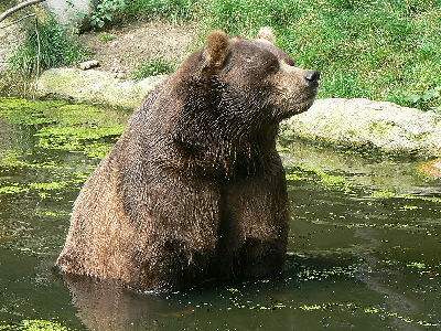 Brown bear  -  Kodiak Bear