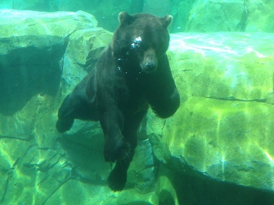 Brown Bear  