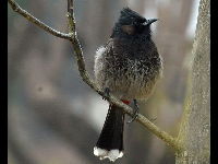 Red-vented bulbul image
