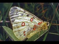 Apollo Butterfly image