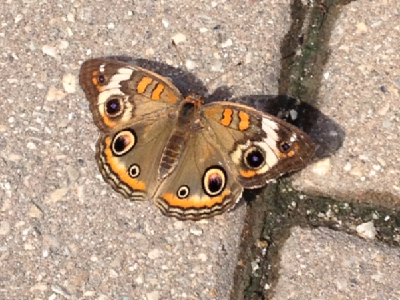 Butterfly  -  Common Buckeye