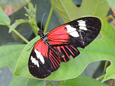Butterfly  -  Doris Longwing