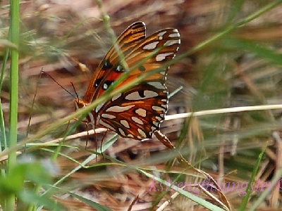 Butterfly  -  Gulf Fritillary