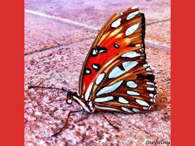 butterfly/butterfly_Gulf_Fritillary