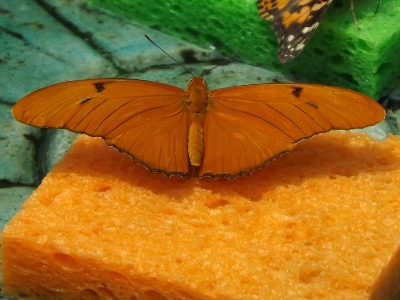 Butterfly  -  Julia Butterfly