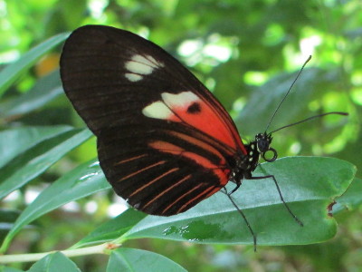 Butterfly  -  Longwing