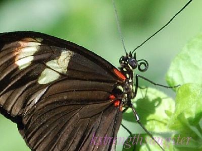 Butterfly  -  Longwing
