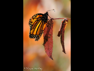 Butterfly  -  Monarch
