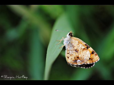 Butterfly  -  Northern Crescent