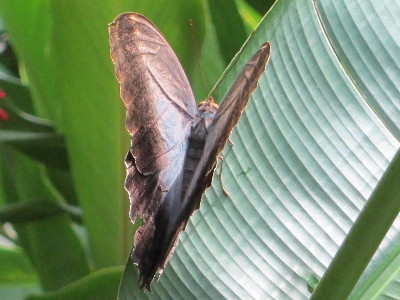 Butterfly  -  Owl Butterfly