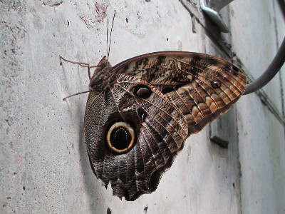 Butterfly  -  Owl Butterfly
