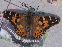 Painted Lady image