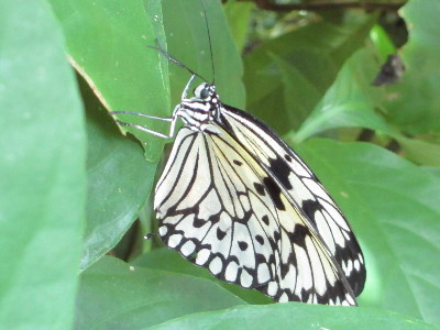 Butterfly  -  Paper Kite