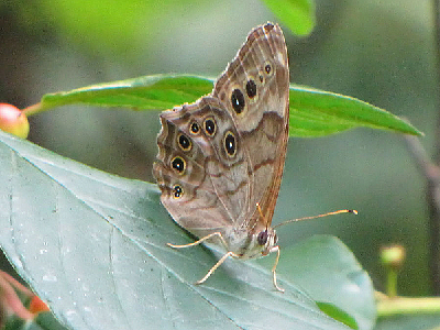 Butterfly  -  Pearly-eye