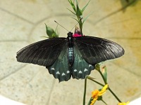 Pipevine Swallowtail image