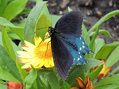Butterfly  -  Pipevine Swallowtail