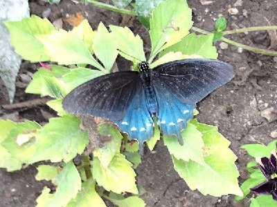 Butterfly  -  Pipevine Swallowtail