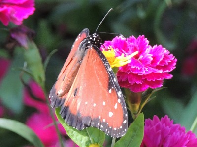 Butterfly  -  Queen Butterfly