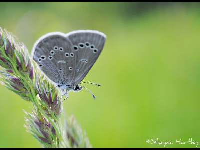 Butterfly  -  Silvery Blue