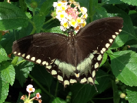 Spicebush Swallowtail image