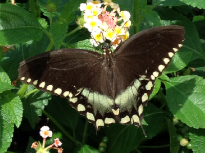Butterfly  -  Spicebush Swallowtail